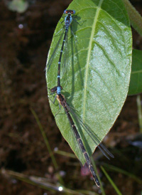 Aurora Damsel